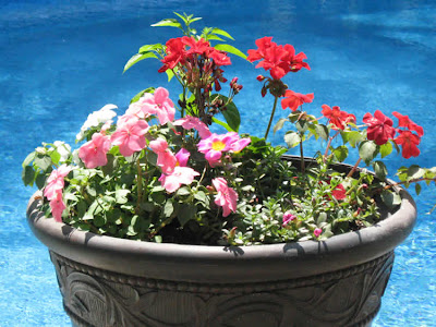 Flowers by the pool. Flowers by the pool.
