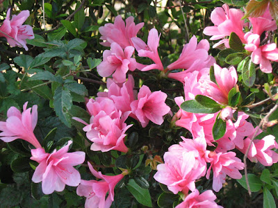 Spring flowers, March 27, 2010, Pensacola, Florida Spring flowers, March 27, 2010, Pensacola, Florida