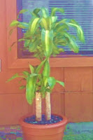 Corn plant, June 2007 Corn plant, June 2007