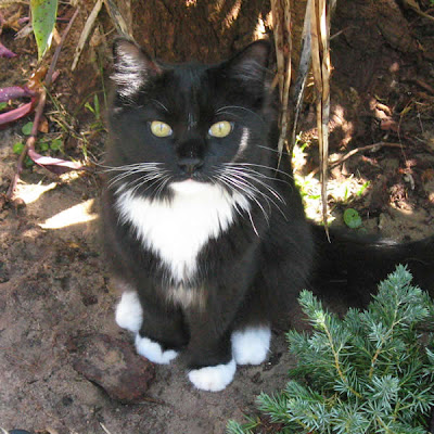 Joey in the bushes looking for geckos to eat