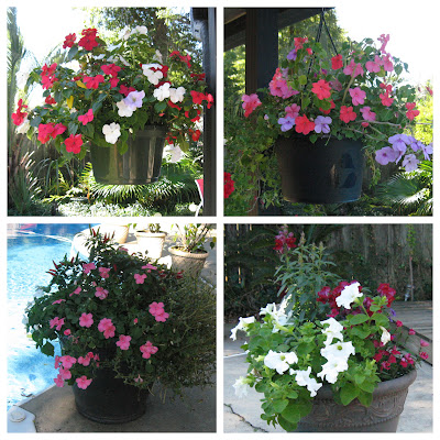 November Patio Flowers November Patio Flowers