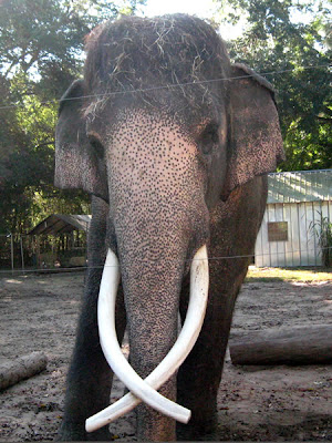Luke the Elephant Luke the Elephant