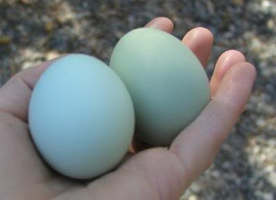 eggs araucana araucanas blue lay ameraucanas both green came which but richarddawkins too check site