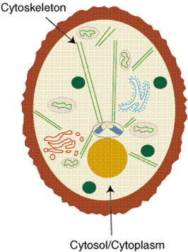 Cell plant cake project animal projects science edible cells candy 3d labeled cakes models flickr biology cookie labels sharing creative NayOne Notes-Biology: January 2011