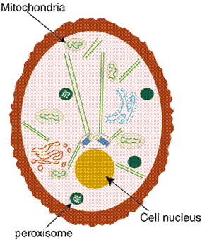 peroxisomes cell cytoplasm mitochondria nucleus plant organelles location eukaryotic located biology intracellular rna components cytoskeleton sparknotes dna function science figure