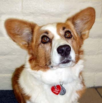 [Inca+-+Official+Therapy+Dog+Photo+8-24-07.JPG]