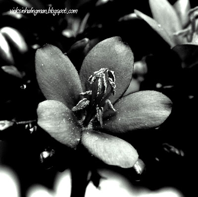lack and white photography black and white flowers photography. lack and white photography