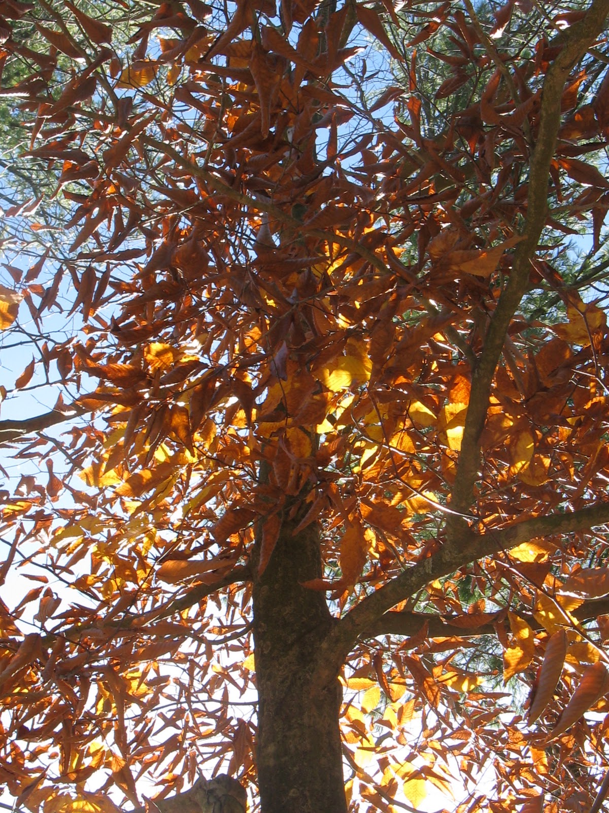 CHILD IN HARMONY: AUTUMN TREES, AUTUMN ART