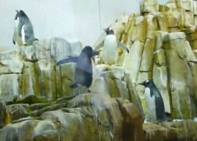 [penguins.jpg]
