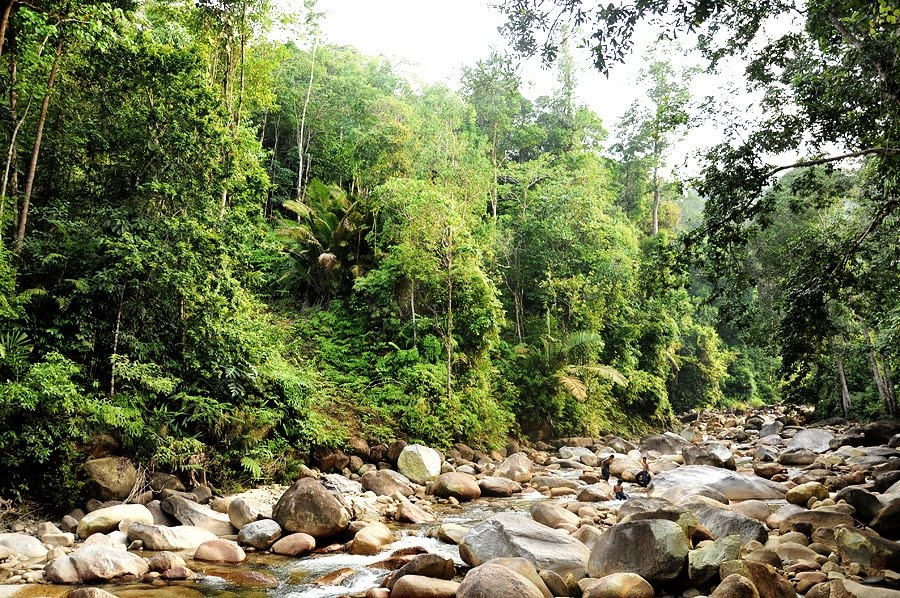 Lipur lata payung hutan terengganusohor: Ketenangan