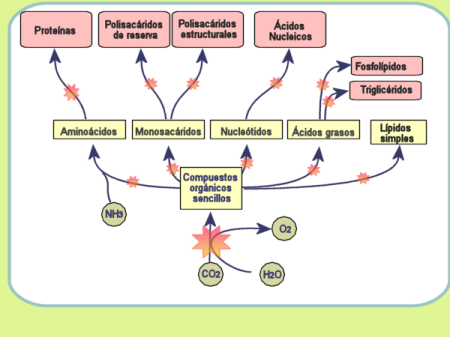 Respiracion celular proceso anabolico o catabolico