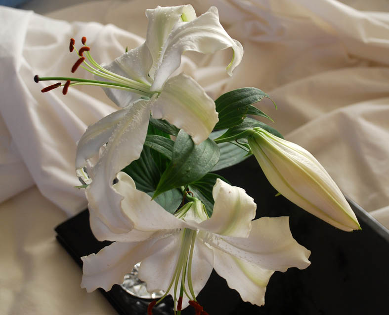 garden delights TODAY'S FLOWERS Wilted!