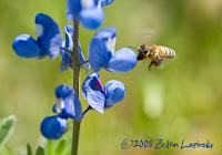 Click for Larger Image of Bee and Bluebonnets