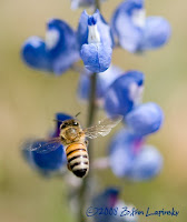 Click for Larger Image of Bee and Bluebonnets