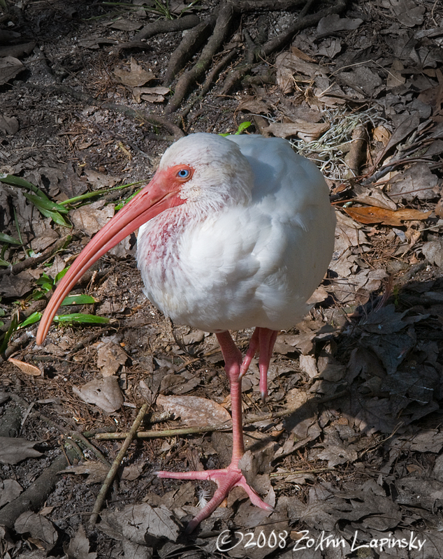 [ibis.jpg]