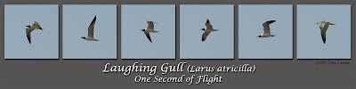 Click for Larger Image of Laughing Gull: One Second of Flight