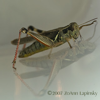 Grasshopper