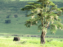Paysage de Tanzanie