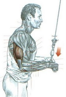 melhor academia de ginastica,exercicios para musculacao,como fazer exercicio para o gluteo,qual a melhor academia para malhar,exercicios para as pernas