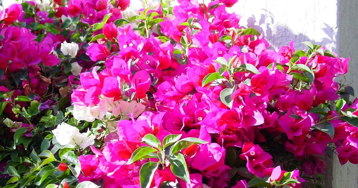 Bungalow Barbara Visit to Mexico 1 Flowers