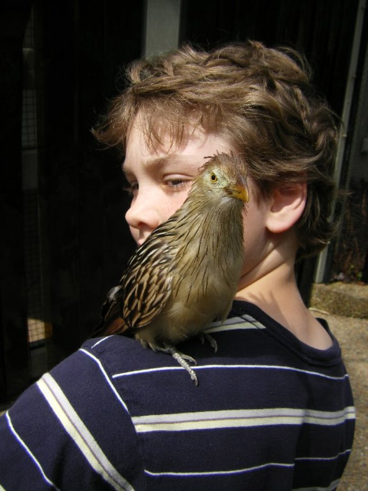 [Two+Cuckoos.JPG]
