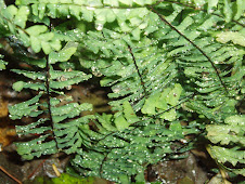 Maidenhair Fern