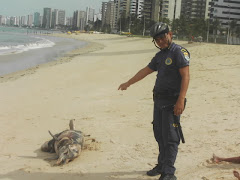 GAT encontra Golfinho morto na Praia de Piedade.