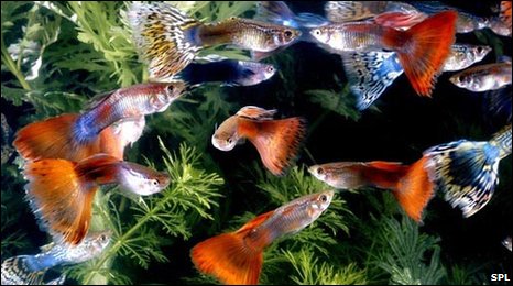 study of tropical guppies, guppies for sale. study of tropical guppies,