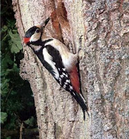 pajaro carpintero