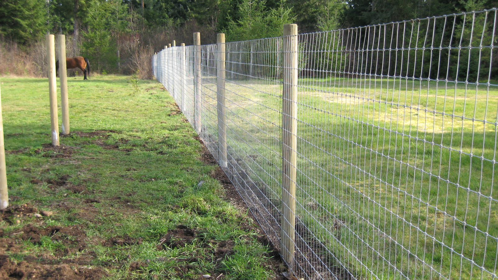 Two Horse Ranch New fencing in action