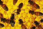 le api sono indispensabili per la vita
