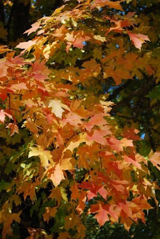 Our favorite maple...