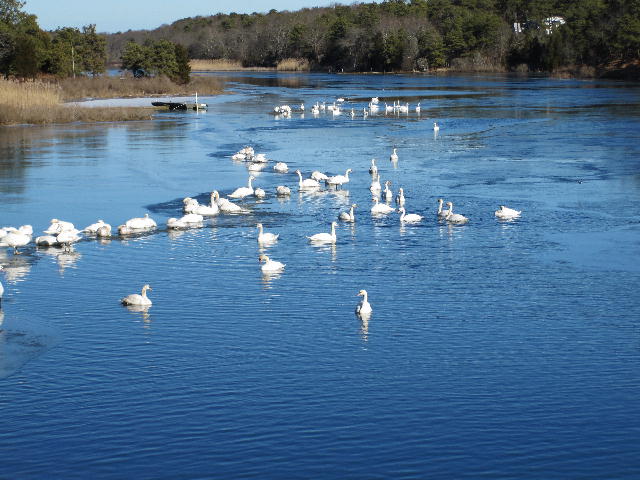 [swans.jpg]