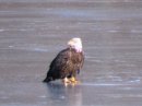 [eagle.jpg]