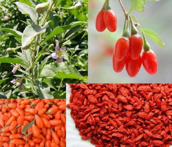 [goji.jpg]