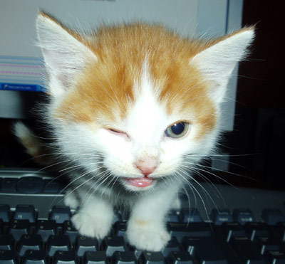 Cat With Keyboard