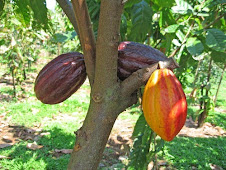 theobroma cacao