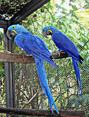 Arara Azul