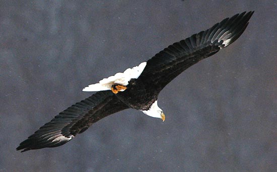 [a++aquila.jpg]