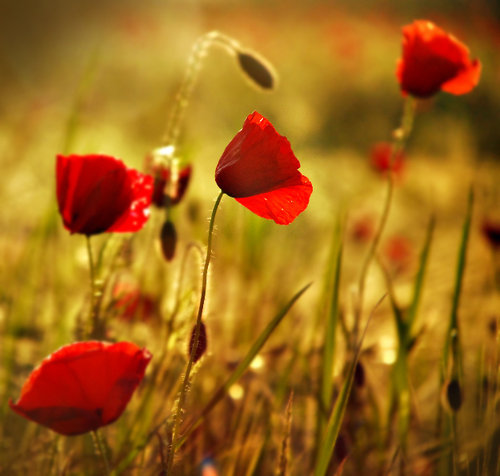 [a+fleurs++via+cube+in+the+desert.jpg]