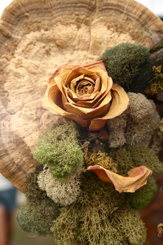 Birchbark rose and mixed mosses. Floral garden, Flowers, Moss
