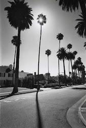 Henri Silberman. Beverly Hills Palms.