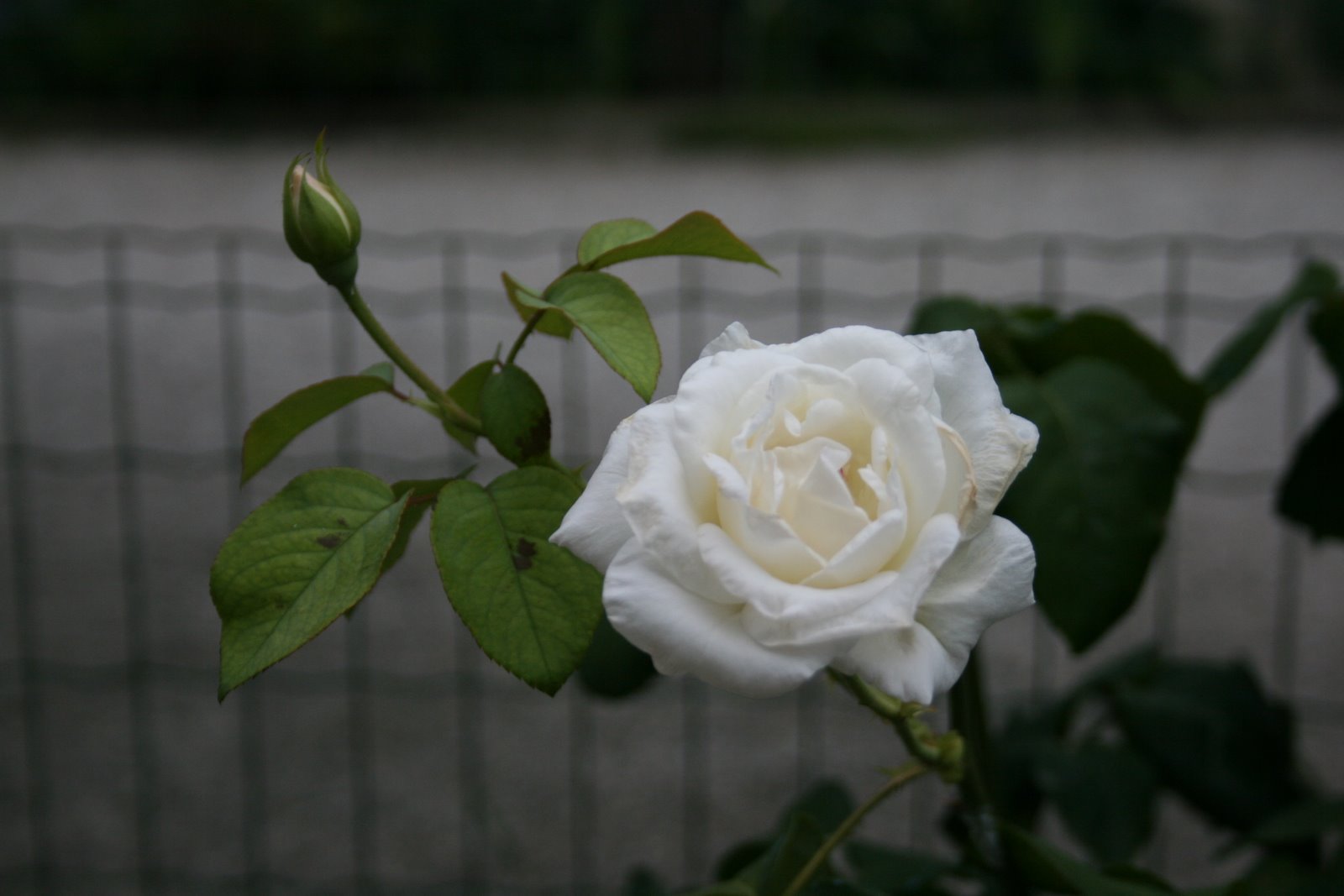 [IMG_0795.JPG]
