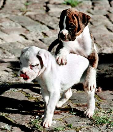 [boxervalpar]