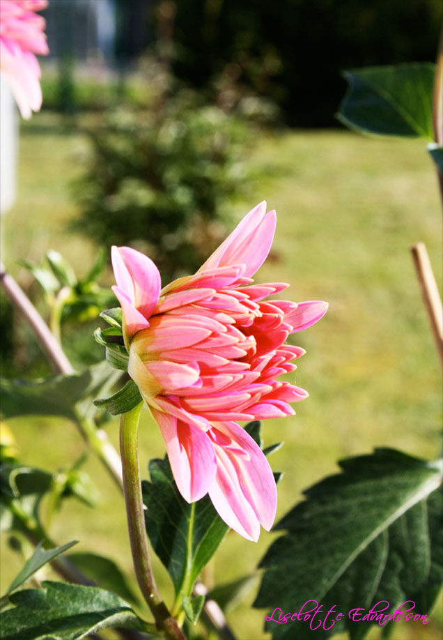[blomma2.jpg]