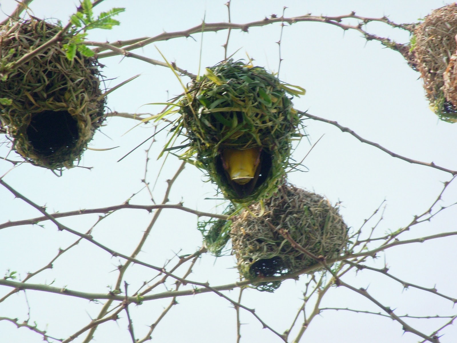 silentstars bird nests make me smile they do silentstars bird nests make me smile they do