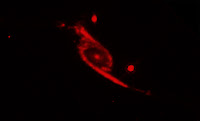 Spitzer's Infrared Data of NGC 6872 and IC 4970