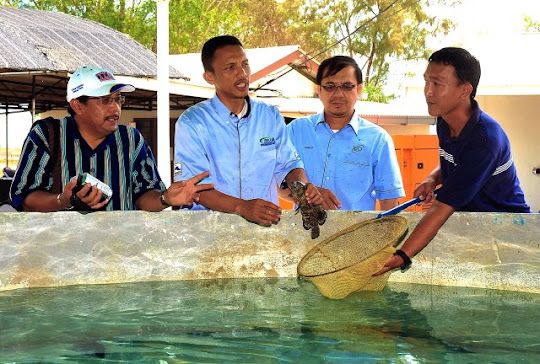 IKAN KERAPU TIKUS