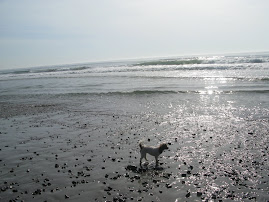 Big beach.. little dog!