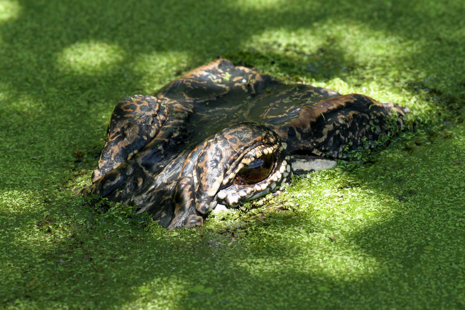 Dave&Callie 07_02 to 06_2010, Houston, Texas Alligators, Buildings